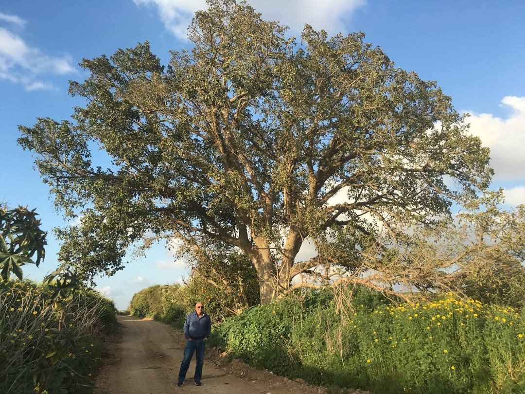 على الطريق السلطاني .. مدخل طيرة بني صعب الشمالي وقصة أشجار الجميز  | موسوعة المخيمات الفلسطينية