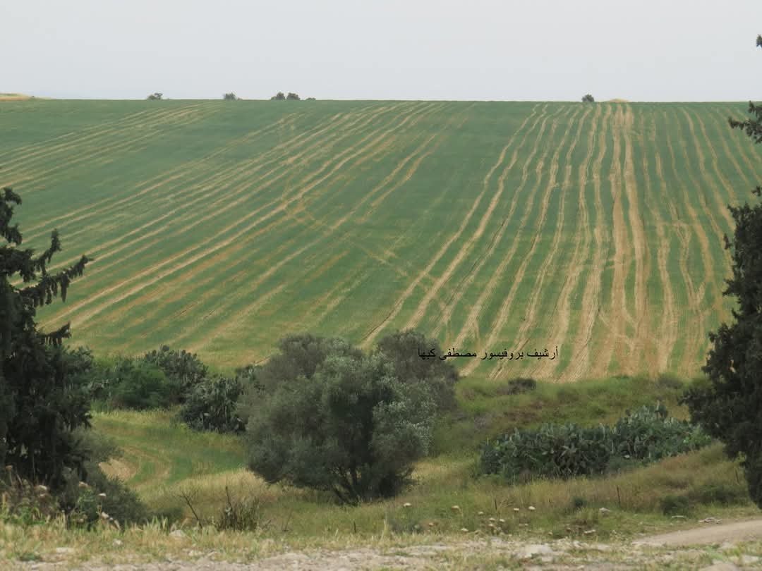 لوبيا - موقع حي الميادين وسهل الحمى  | موسوعة المخيمات الفلسطينية