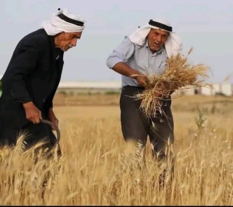 سنبلات قلبي نابضة كسنبلة خضراء تبعث أمل العودة فينا
