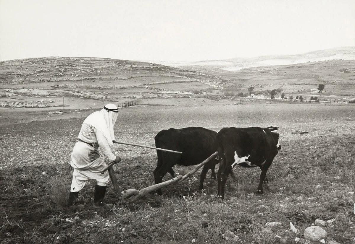"التلم الأعوج من الثور الكبير".. مثل فلاحي فصيح  | موسوعة المخيمات الفلسطينية