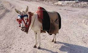 قــصــة مــثــل  :  حُــط بــالــخُــرج  | موسوعة المخيمات الفلسطينية