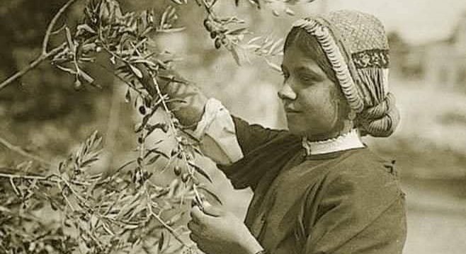 موسم قطف الزيتون  | موسوعة المخيمات الفلسطينية