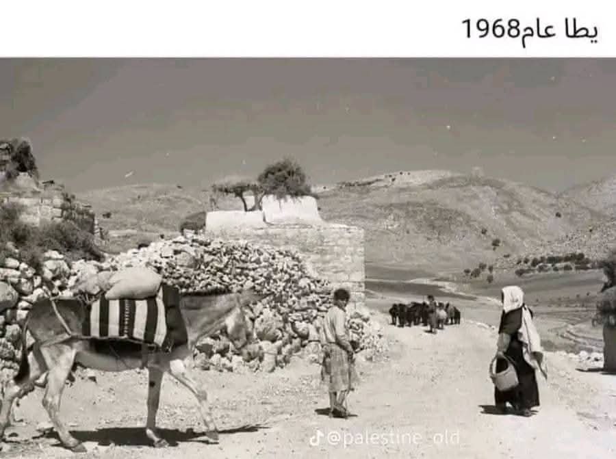 يطا عام 1968