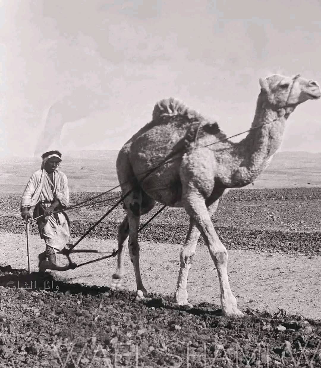 فلاح وجمله يحرثون الارض في الضواحي الشرقية للعاصمة المقدسة 1920.